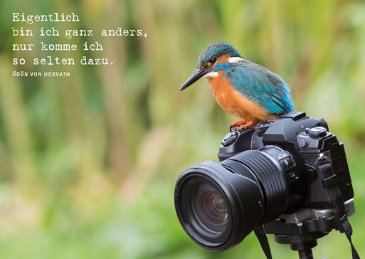 Ein Eisvogel sitzt auf einer Kamera.