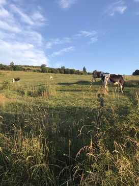 Kühe und grüne Wiesen in der Eifel.