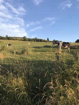 Kühe und grüne Wiesen in der Eifel.