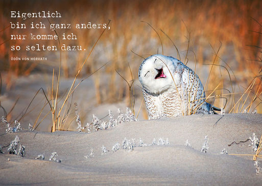 Die Postkarte zeigt eine Schneeeule auf einer Schneeverwehung. Sie hat den Kopf schiefgelegt und sieht aus als würde sie lachen.