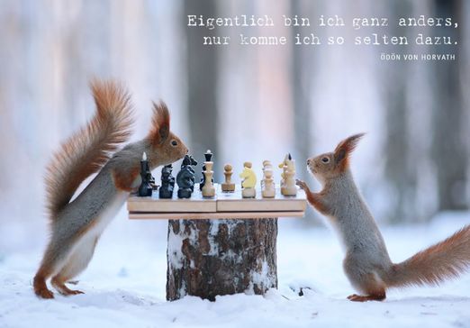 Zwei Eichhörnchen spielen Schach