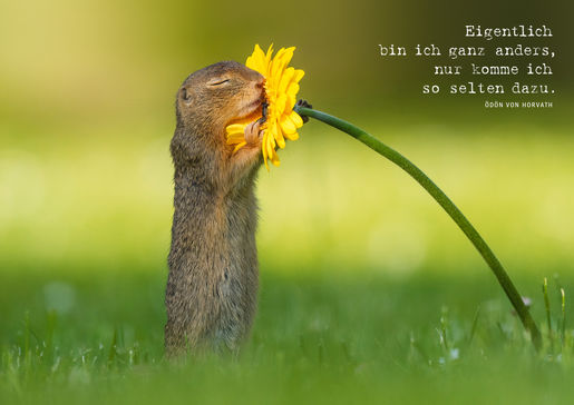 Die Postkarte zeigt ein Erdhörnchen auf einer Frühlingswiese, das an einer Gerbera riecht.